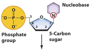 Nucleotide structure: phosphate, sugar, base