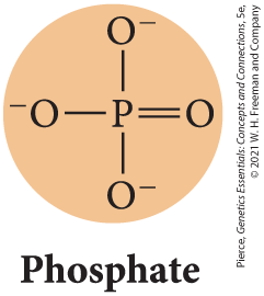 Phosphate group structure