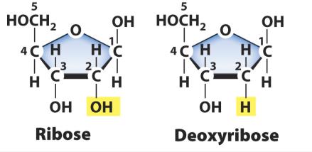 Comparison of ribose and deoxyribose sugars
