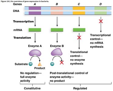 Overview of gene expression in bacteria, showing transcriptional and translational control points