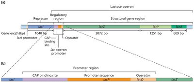 Detailed map of the lac operon regulatory region
