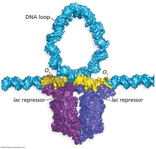 Table of lac operon genes and regulatory sequences