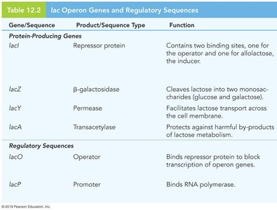 Lactose import and allolactose formation by β-galactosidase