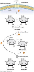 lac operon regulation: lactose present, repressor inactivated