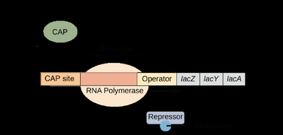 lac operon regulation: glucose and lactose present, low transcription