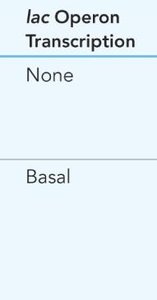CAP-cAMP complex enhances RNA polymerase binding