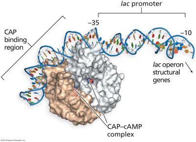 lac operon regulation: glucose absent, lactose present, high transcription