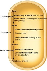 Summary of regulatory mechanisms at transcriptional, translational, and posttranslational levels in bacteria