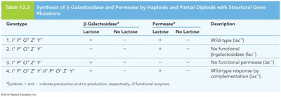 trp operon regulation by tryptophan as a corepressor