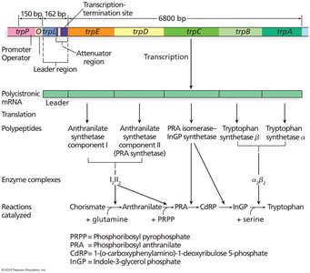 trp operon leader region and attenuation mechanism