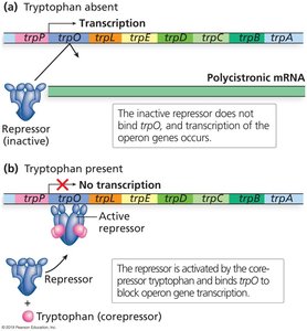 trp operon attenuation: alternative stem-loop structures