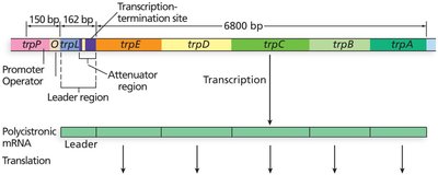 trp operon attenuation: pause, antitermination, and termination stem loops