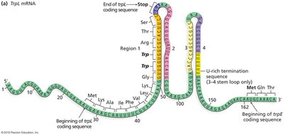 trp operon attenuation: tryptophan starvation, antitermination loop