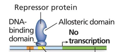 Repressor protein binding to DNA, blocking transcription