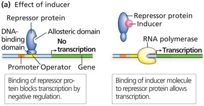 Effect of inducer on repressor protein and transcription