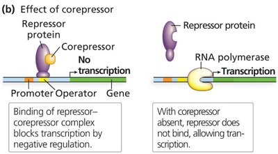 Effect of corepressor on repressor protein and transcription