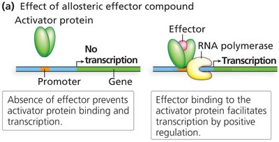 Effect of allosteric effector compound on activator protein and transcription