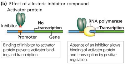Effect of allosteric inhibitor compound on activator protein and transcription