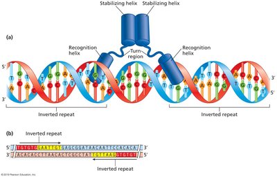 Helix-turn-helix motif binding to DNA inverted repeats