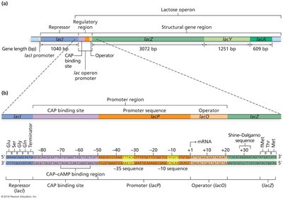 Structure of the lac operon, showing regulatory and structural regions