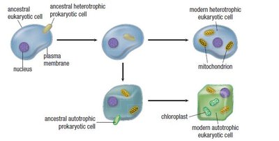 Endosymbiotic origin of mitochondria and chloroplasts