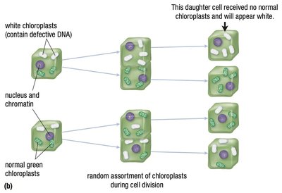 Random assortment of chloroplasts and variegation in plant leaves