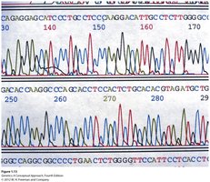 Diagram showing the relationship between cell, chromosome, DNA, and gene