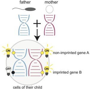 Transgenerational epigenetic inheritance: maternal environment affects offspring