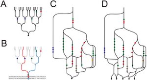 Pedigree and genetic ancestry paths