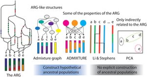 Statistical summaries of genetic data and ARG-like structures