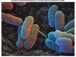 Conjugation process between F+ and F- cells
