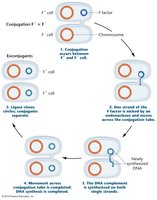 Mechanism of bacterial conjugation