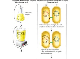 Bacterial mapping experiment