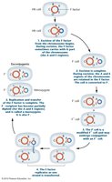 F' plasmid transfer and merozygote formation
