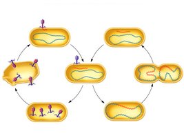 Lytic and lysogenic cycles of a bacteriophage