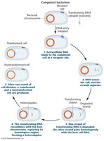 Mechanism of bacterial transformation