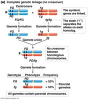 Complete genetic linkage with no crossover