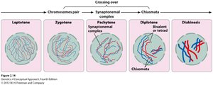 Stages of meiosis prophase I and crossing-over