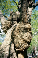 Photo of crown gall disease on a tree caused by Agrobacterium tumefaciens