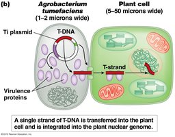 Diagram showing T-DNA transfer from Agrobacterium to plant cell
