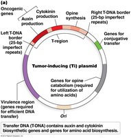 Diagram of the Ti plasmid with gene regions labeled