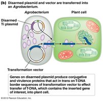 Diagram of gene transfer using disarmed Ti plasmid