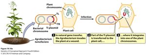 Diagram of Agrobacterium-mediated gene transfer into plants