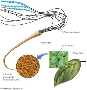 Organization of cellulose in plant cell walls
