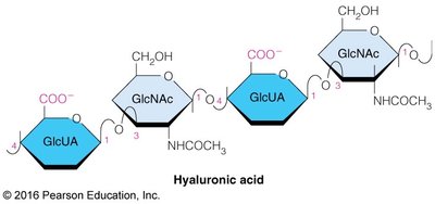 Hyaluronic acid structure