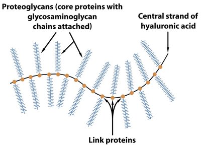 Proteoglycan complex structure