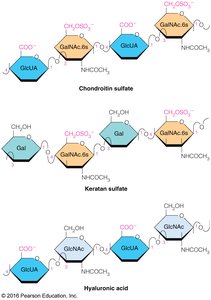 Structures of chondroitin sulfate, keratan sulfate, and hyaluronic acid