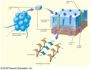 Peptidoglycan structure in bacterial cell walls
