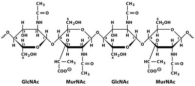 Structure of peptidoglycan with GlcNAc and MurNAc