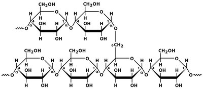 Amylopectin structure with branches